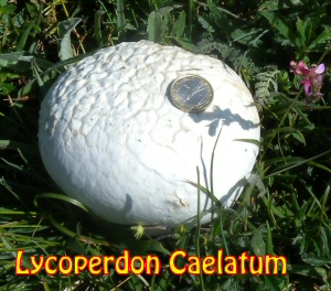 Lycoperdon caelatum